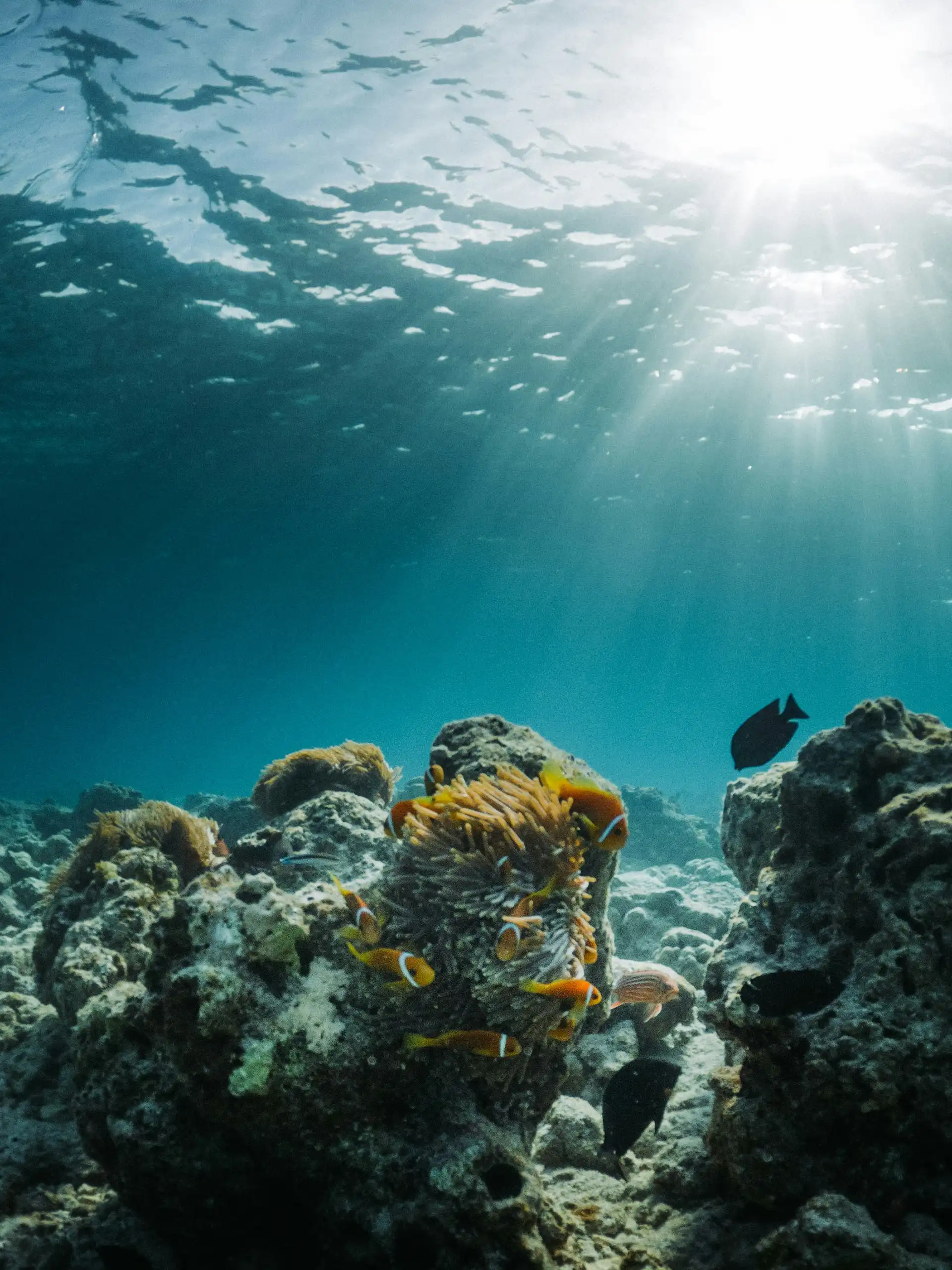 Colorful reef fish swimming around coral formations in the clear waters of Sian Ka’an Reserve, with sunlight streaming through the surface.