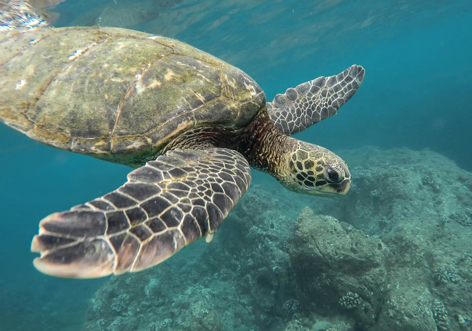 A sea turtle swims above a coral reef in the turquoise waters off the Yucatán Peninsula, showcasing the region’s vibrant marine biodiversity.